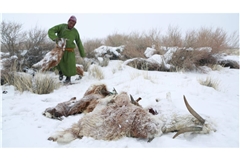 Auf einem Foto vom 6. April 2016 ist ein  Hirte zu sehen, der einen Viehkadaver entsorgt. Die Mongolei wurde 2015/2016 von einem extremen Wintereinbruch heimgesucht, dem mehr als 1,5 Millionen Nutztiere zum Opfer fielen.