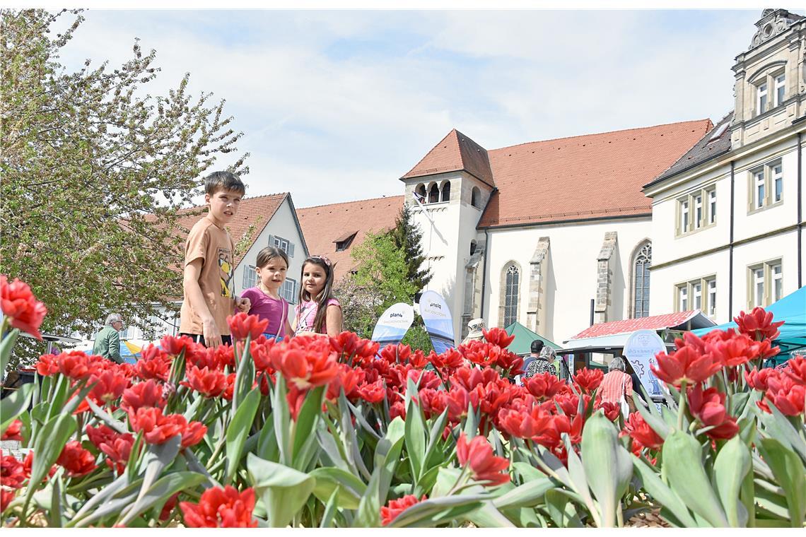 Das Tulpenbeet vor der Stiftskirche. Tulpenfrühling in Backnang 2024. SK