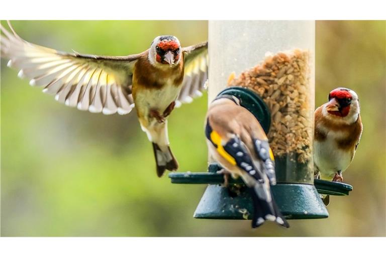 Der Naturschutzbund NABU ruft zur Mitzähl-Aktion "Stunde der Gartenvögel" auf. Hier Stieglitze (Distelfinken) an einer Futtersäule.