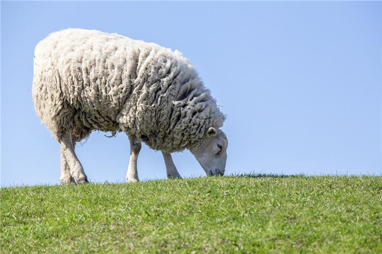 Ein in Auenwald getötetes Schaf geht nicht auf das Konto eines Wolfs. Symbolfoto: Erik Karits/Pixabay