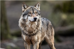 In Rudersberg hat ein Wolf zugeschlagen. Symbolfoto: Stock.adobe.com