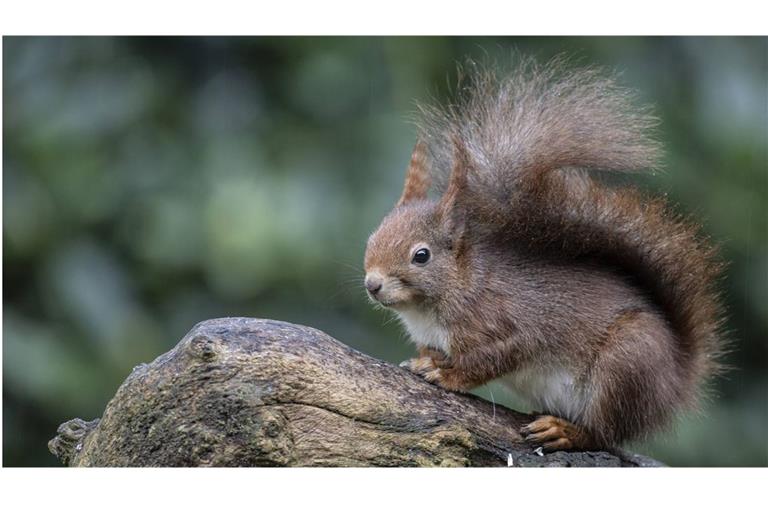 Putzig und gefährlich: Das flauschige Pelztier „Sciurus vulgaris“, besser bekannt als rotes Eichhörnchen, war im Mittelalter ein wichtiger Wirt für das Lepra-Bakterium.